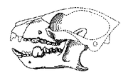 Carpodaptes skull