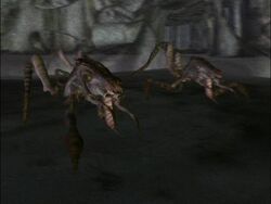 ArachnidRoyalGuard