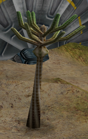 File:Eucalymus.png