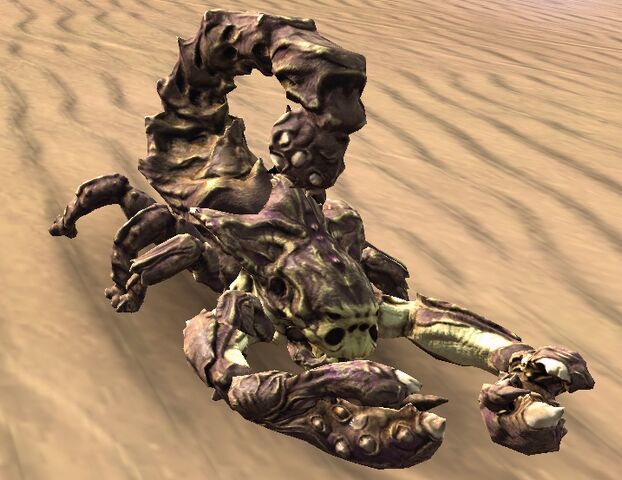 File:Sand scorpion.jpg