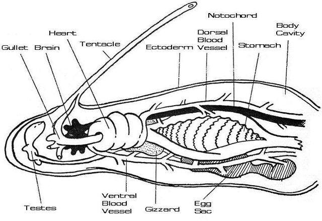 File:Regulani vermis physiology.jpg