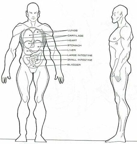 File:Homo eridani physiology.jpg