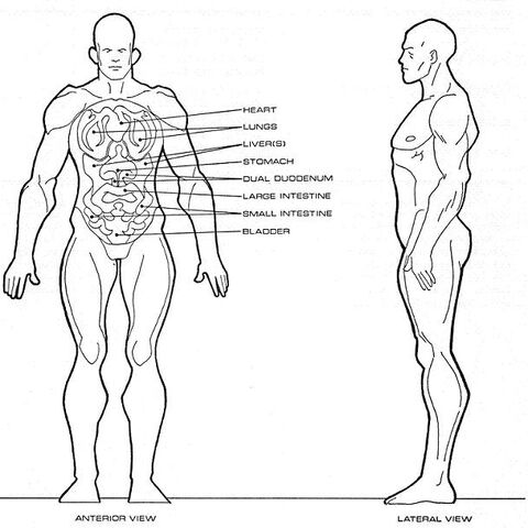 File:Homo sagittarii physiology.jpg