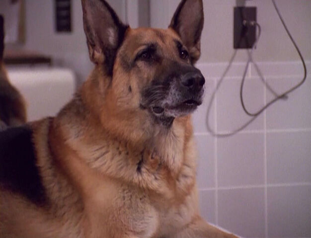 File:Odo as a dog.jpg