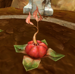 Tu-neh fruit