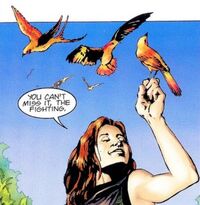 Rdava-birds