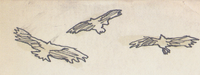 Edgehawks