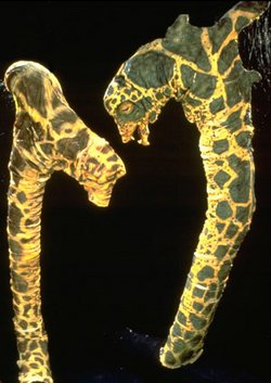 Cane Adiss.jpg