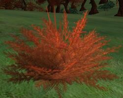Redweed