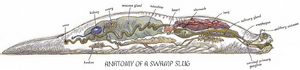 Swamp slug anatomy