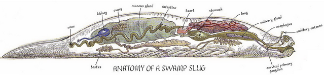 File:Swamp slug anatomy.png