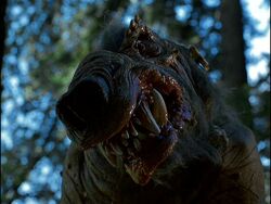 Boar-Wolf1