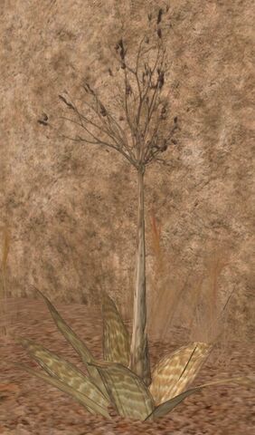 File:Tall weed-SWG.jpg
