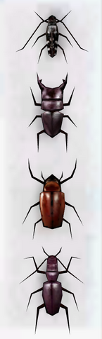 File:Beetlecollection.png