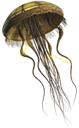 File:HydroidMedusa-SWE.png