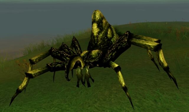 File:Hermit spider.jpg
