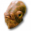 File:Icon-species.png