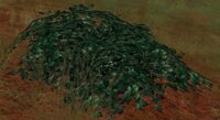 Greybush