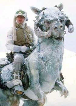 Tauntaun.jpg