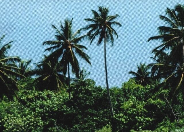 File:Areca nut palm tree-ROUVG.jpg