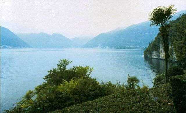 File:Lake country palmtree.jpg