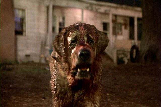 File:Cujo the St. Bernard.jpg