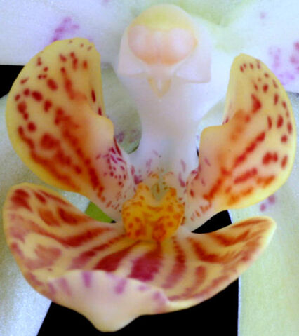 Plik:Phalaenopsis Viviane Dream budowa.jpg