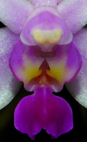 Plik:Phalaenopsis honghenensis budowa.jpg