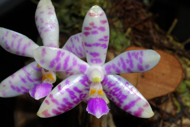 Plik:Phalaenopsis lueddemanniana variant1.jpg
