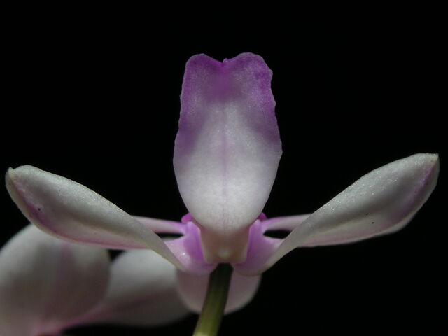 Plik:Phalaenopsis wilsonii budowa4.jpg