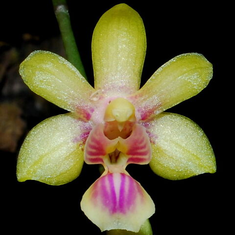 Plik:Phal deliciosa subsp. hookeriana.jpg