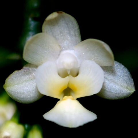Plik:Phal deliciosa alba.jpg