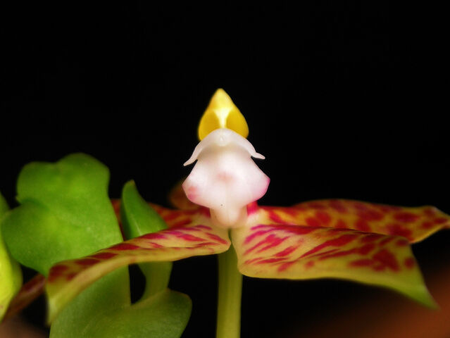 Plik:Phalaenopsis cornu-cervi budowa3.jpg