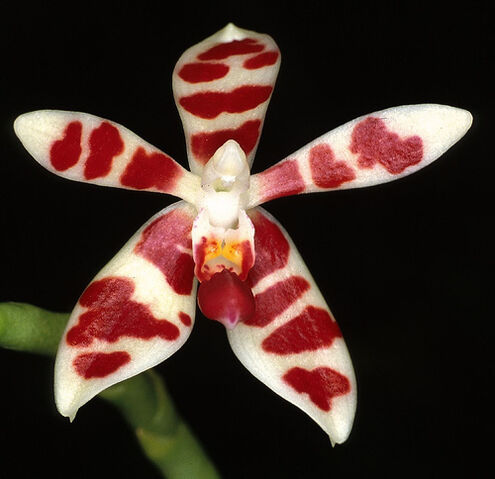 Plik:Phal. maculata.jpg