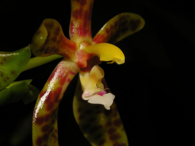 Plik:Phalaenopsis cornu-cervi budowa4.jpg
