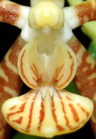 Plik:Phalaenopsis kunstleri budowa.jpg