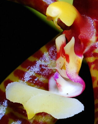 Plik:Phalaenopsis pantherina budowa2.jpg