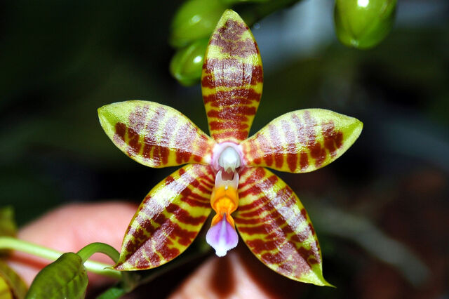 Plik:Phalaenopsis Mahogany Belle.jpg