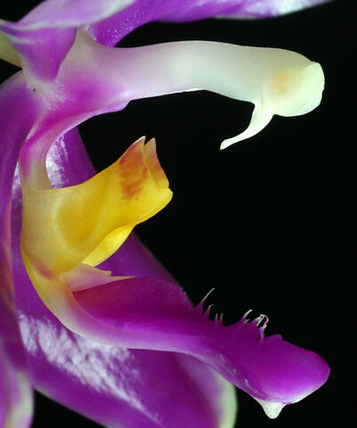 Plik:Phalaenopsis pulchra budowa3.jpg