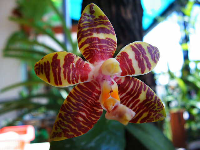 Plik:Phalaenopsis Hannover Passion 'Ching Ruey'.jpg