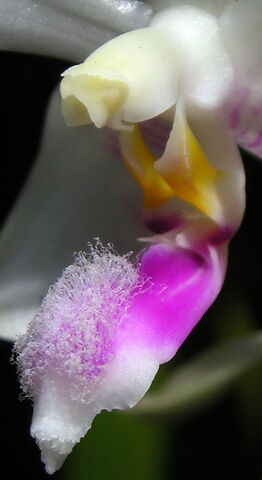 Plik:Phalaenopsis fimbriata budowa2.jpg