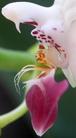 Plik:Phalaenopsis parishii budowa3.jpg