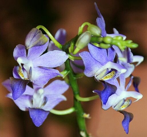 Plik:Dtps Purple Gem Florento.jpg