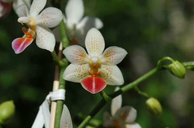 Plik:Phalaenopsis Fantasy Musick.jpg
