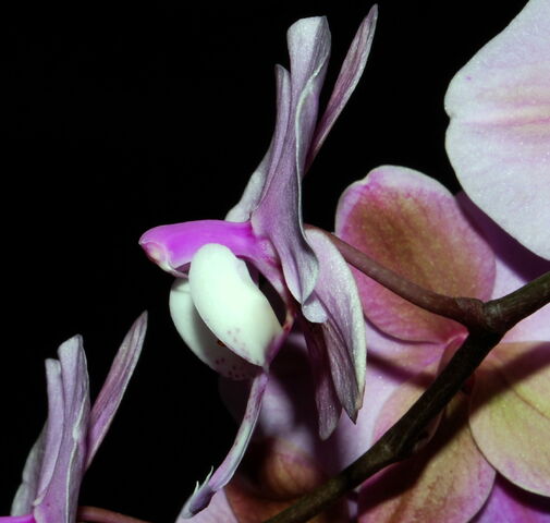 Plik:Phalaenopsis schilleriana budowa2.jpg