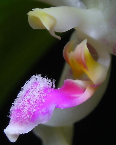 Plik:Phalaenopsis fimbriata budowa3.jpg