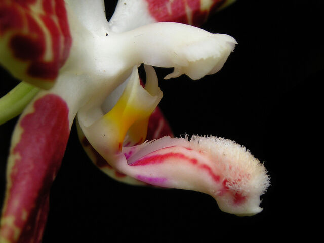 Plik:Phalaenopsis sumatrana budowa3.jpg