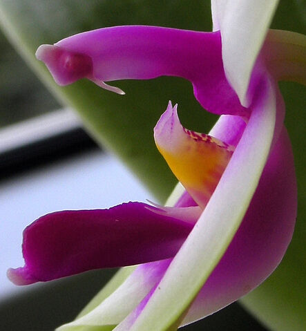 Plik:Phalaenopsis bellina budowa5.jpg