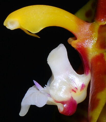 Plik:Phalaenopsis lamelligera budowa4.jpg