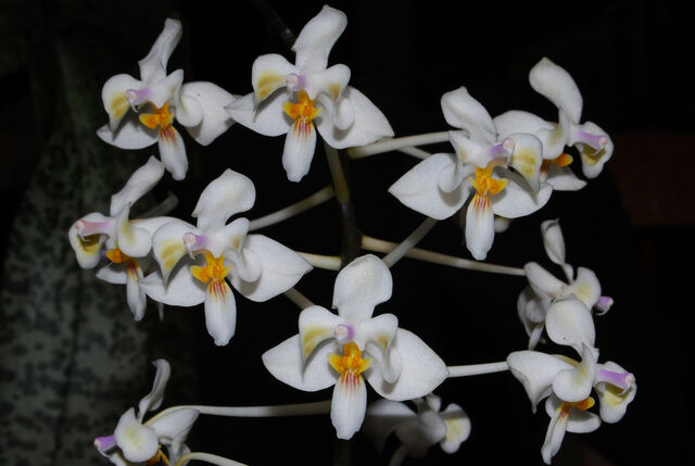 Plik:Phalaenopsis celebensis.jpg